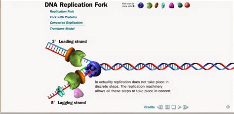 dna replication online simulation.